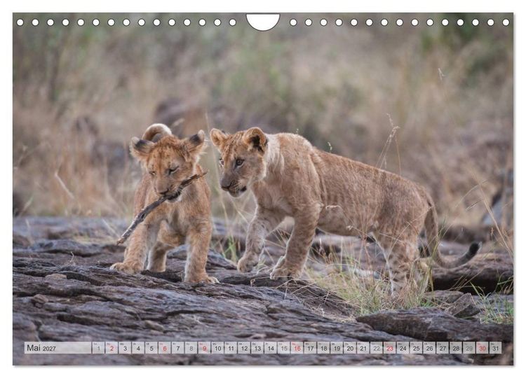Produktbild: Emotionale Momente: Liebenswerte L&ouml;wenbabys / CH-Version (Wandkalender 2027 DIN A4 quer), CALVENDO Monatskalender