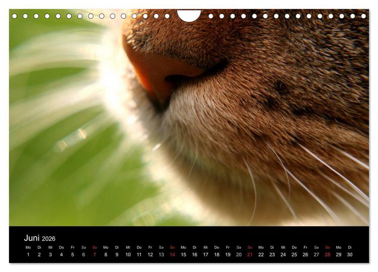 Produktbild: geliebte Katzen - auf Samtpfoten durchs Jahr (Wandkalender 2026 DIN A4 quer), CALVENDO Monatskalender