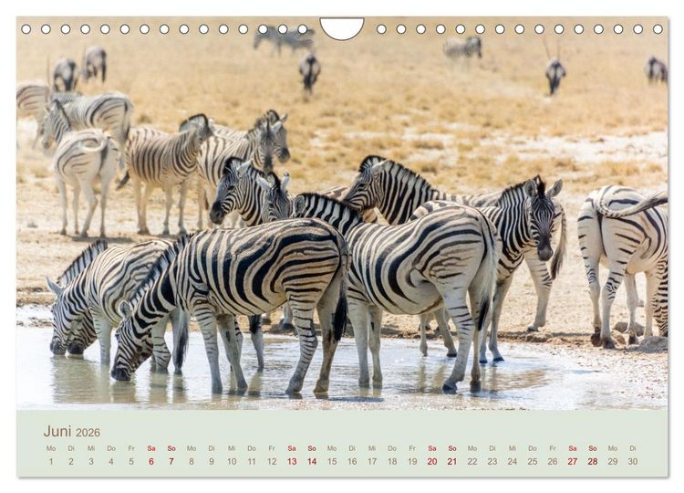 Produktbild: Zebras in Afrika (Wandkalender 2026 DIN A4 quer), CALVENDO Monatskalender
