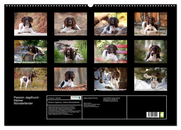 Produktbild: Passion Jagdhund - Kleiner M&uuml;nsterl&auml;nder (Wandkalender 2026 DIN A2 quer), CALVENDO Monatskalender