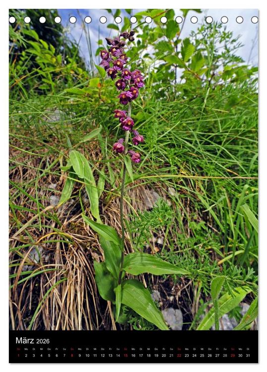 Produktbild: Orchideen in S&uuml;deuropa (Tischkalender 2026 DIN A5 hoch), CALVENDO Monatskalender