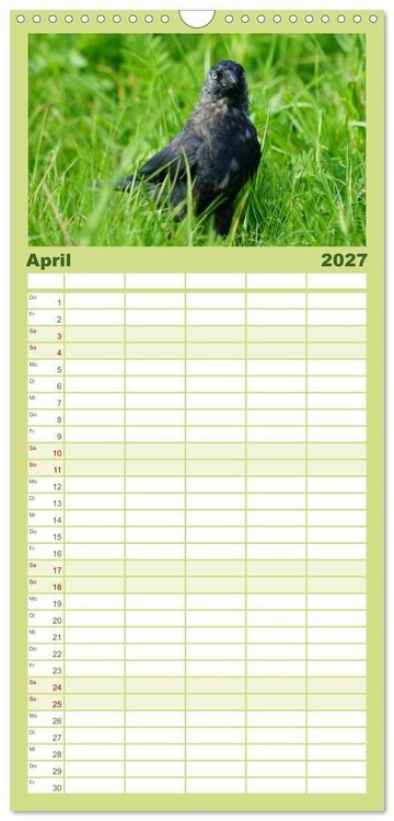 Produktbild: Familienplaner 2027 - Das Leben der Rabenv&ouml;gel mit 5 Spalten (Wandkalender, 21 x 45 cm) CALVENDO