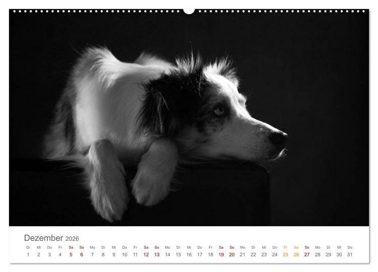Produktbild: Hundeportraits Fine Art (hochwertiger Premium Wandkalender 2026 DIN A2 quer), Kunstdruck in Hochglanz