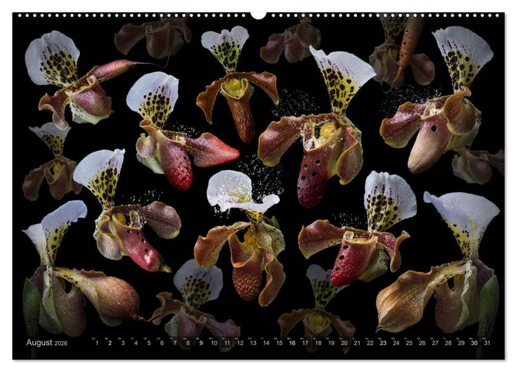 Produktbild: Musica fant&aacute;sia - Die wundersame Welt des Fotok&uuml;nstlers Olaf Bruhn (Wandkalender 2026 DIN A2 quer), CALVENDO Monatskalender