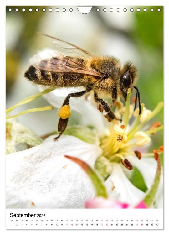 Produktbild: BIENEN - Kleine N&uuml;tzlinge ganz nah (Wandkalender 2026 DIN A4 hoch), CALVENDO Monatskalender