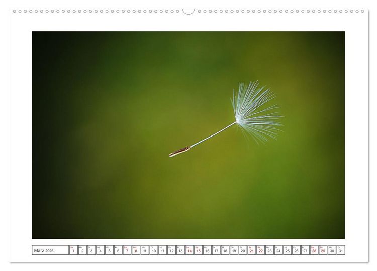 Produktbild: Zauberhafte Pusteblumen (hochwertiger Premium Wandkalender 2026 DIN A2 quer), Kunstdruck in Hochglanz