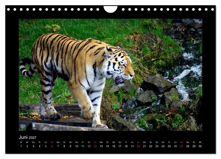 Produktbild: Welt der Katzen - Tiger (Wandkalender 2027 DIN A4 quer), CALVENDO Monatskalender