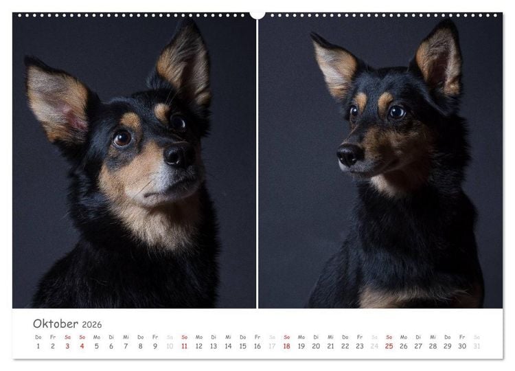 Produktbild: charakterstarke Hunde, wundersch&ouml;ne Hundeportraits (Wandkalender 2026 DIN A2 quer), CALVENDO Monatskalender