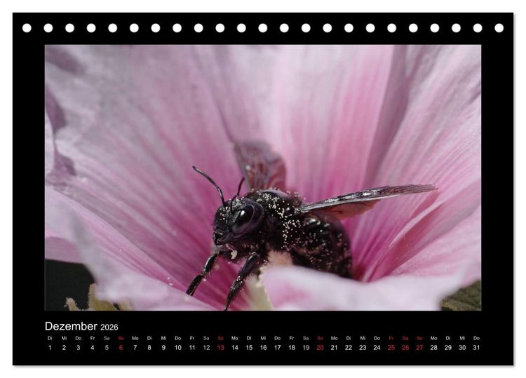 Produktbild: Die Wildbienen Deutschlands (Tischkalender 2026 DIN A5 quer), CALVENDO Monatskalender