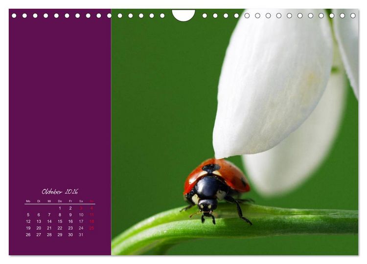 Produktbild: Momente des Gl&uuml;cks (Wandkalender 2026 DIN A4 quer), CALVENDO Monatskalender