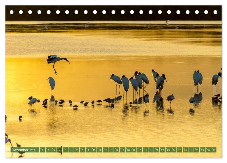 Produktbild: Waldstorch und Anhinga (Tischkalender 2026 DIN A5 quer), CALVENDO Monatskalender