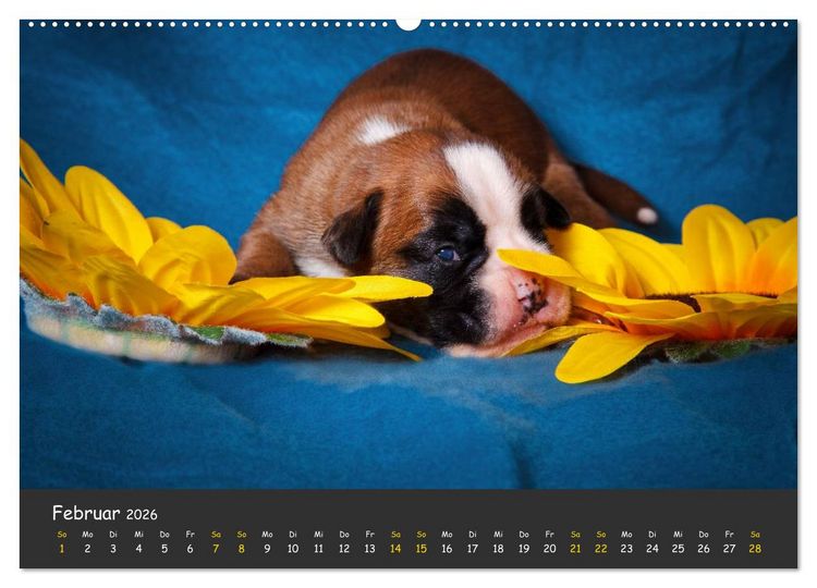 Produktbild: Wenn ich gro&szlig; bin werd' ich Boxer (hochwertiger Premium Wandkalender 2026 DIN A2 quer), Kunstdruck in Hochglanz