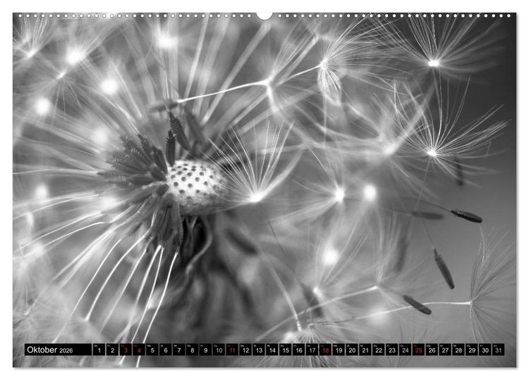 Produktbild: Pusteblume - Impressionen in schwarzwei&szlig; (Wandkalender 2026 DIN A2 quer), CALVENDO Monatskalender