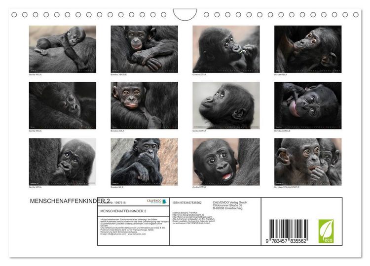 Produktbild: MENSCHENAFFENKINDER 2 (Wandkalender 2026 DIN A4 quer), CALVENDO Monatskalender