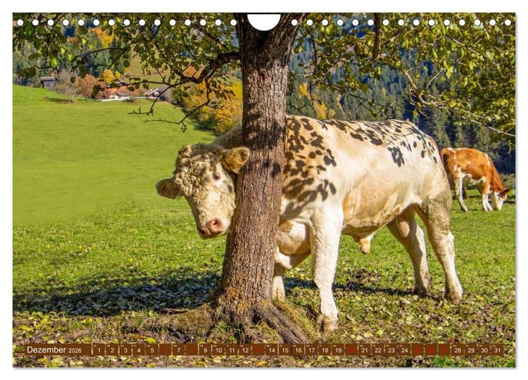 Produktbild: Wir sind die Stars auf der Alm (Wandkalender 2026 DIN A4 quer), CALVENDO Monatskalender