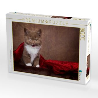 Produktbild: CALVENDO Puzzle Ein Motiv aus dem Kalender Kittens - Britisch Kurzhaar Katzenkinder | 1000 Teile Lege-Gr&ouml;&szlig;e 64x48cm Foto-Puzzle f&uuml;r gl&uuml;ckliche Stunden