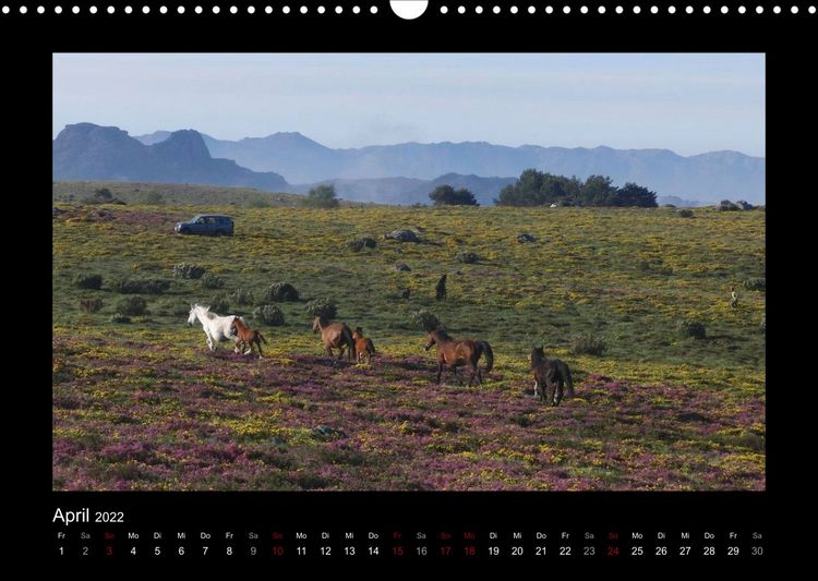 Produktbild: Garranos (Wandkalender 2022 DIN A3 quer)