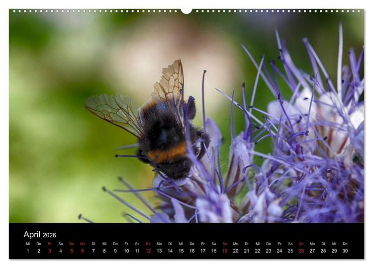 Produktbild: Hummelflug (hochwertiger Premium Wandkalender 2026 DIN A2 quer), Kunstdruck in Hochglanz