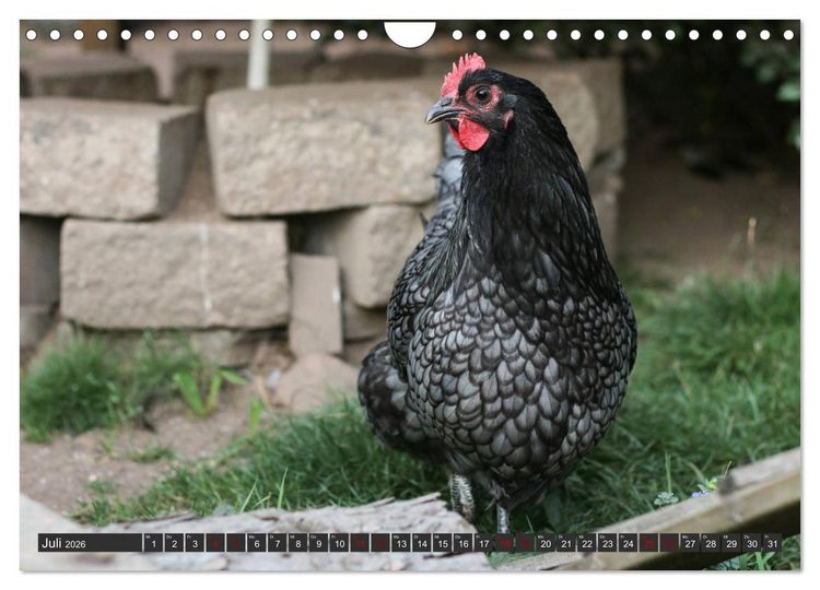 Produktbild: H&uuml;hner im eigenen Garten (Wandkalender 2026 DIN A4 quer), CALVENDO Monatskalender