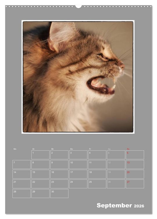 Produktbild: Katzen Blues / Planer (hochwertiger Premium Wandkalender 2026 DIN A2 hoch), Kunstdruck in Hochglanz