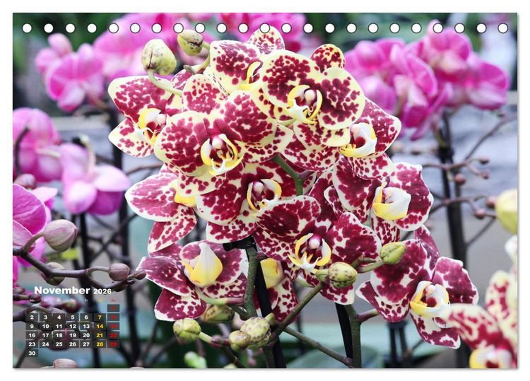 Produktbild: Pr&auml;chtige Orchideen (Tischkalender 2026 DIN A5 quer), CALVENDO Monatskalender
