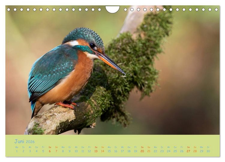 Produktbild: Eisv&ouml;gel, faszinierende kleine Flieger. (Wandkalender 2026 DIN A4 quer), CALVENDO Monatskalender