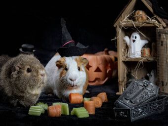 Produktbild: CALVENDO Puzzle Schweinoween | 1000 Teile Lege-Gr&ouml;&szlig;e 64x48cm Foto-Puzzle f&uuml;r gl&uuml;ckliche Stunden