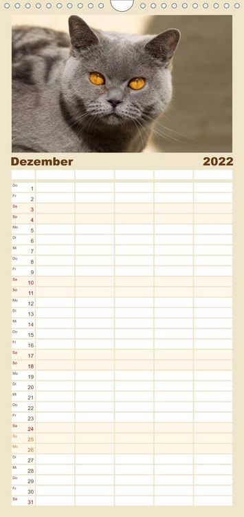 Produktbild: Familienplaner B&auml;rige Schmusetiger - Britisch Kurzhaar Katzen (Wandkalender 2022 , 21 cm x 45 cm, hoch)