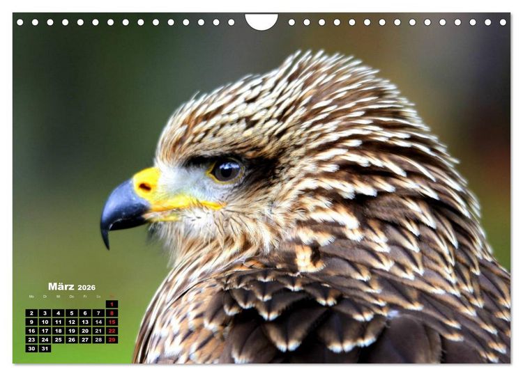 Produktbild: Greifv&ouml;gel, Eulen und K&auml;uze (Wandkalender 2026 DIN A4 quer), CALVENDO Monatskalender