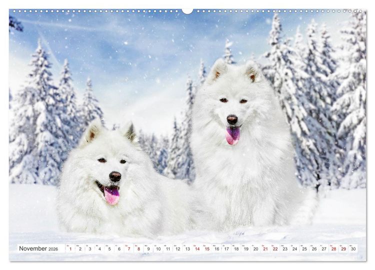 Produktbild: Der Samojede - Sch&ouml;nheit des Nordens (hochwertiger Premium Wandkalender 2026 DIN A2 quer), Kunstdruck in Hochglanz