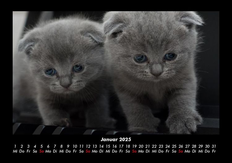 Produktbild: F&uuml;r Katzenfreunde 2025 Fotokalender DIN A3