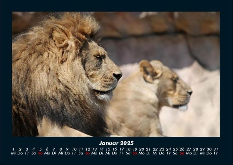 Produktbild: L&ouml;wen in der Wildnis 2025 Fotokalender DIN A4