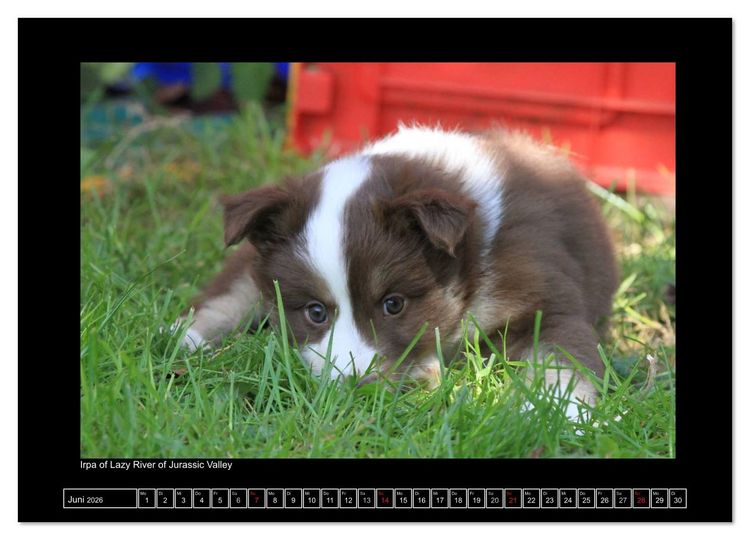 Produktbild: Islandhund - Welpen / CH-Version (Wandkalender 2026 DIN A4 quer), CALVENDO Monatskalender