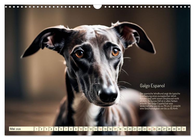 Produktbild: Windhunde im Portrait (Wandkalender 2026 DIN A3 quer), CALVENDO Monatskalender