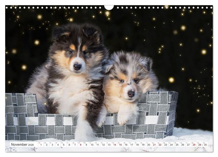 Produktbild: Collies - die sch&ouml;nsten Hunde der Welt (Wandkalender 2026 DIN A3 quer), CALVENDO Monatskalender