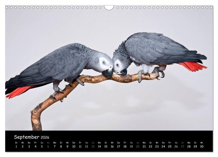 Produktbild: Graupapageien mit Herz (Wandkalender 2026 DIN A3 quer), CALVENDO Monatskalender