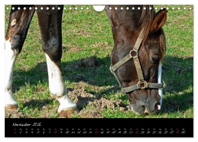 Produktbild: Pferdegefl&uuml;ster (Wandkalender 2026 DIN A4 quer), CALVENDO Monatskalender