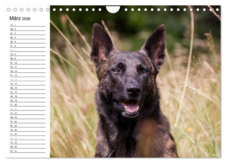 Produktbild: ausdrucksvolle Holl&auml;ndische Sch&auml;ferhunde (Wandkalender 2026 DIN A4 quer), CALVENDO Monatskalender