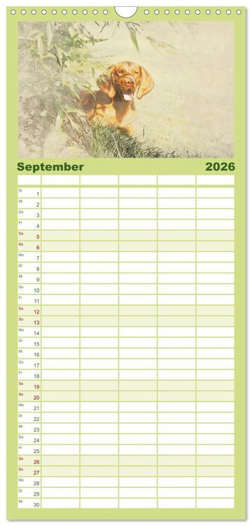 Produktbild: Familienplaner 2026 - Magyar Vizsla 2026 mit 5 Spalten (Wandkalender, 21 x 45 cm) CALVENDO