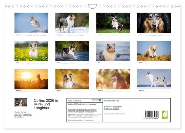 Produktbild: Collies 2026 in Kurz- und Langhaar (Wandkalender 2026 DIN A3 quer), CALVENDO Monatskalender