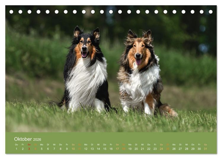 Produktbild: Fantastische Collies - Sieger der Herzen (Tischkalender 2026 DIN A5 quer), CALVENDO Monatskalender
