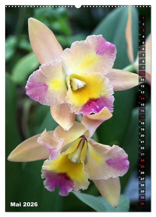 Produktbild: Freude an Orchideen (hochwertiger Premium Wandkalender 2026 DIN A2 hoch), Kunstdruck in Hochglanz