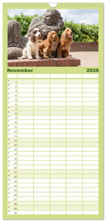 Produktbild: Familienplaner 2026 - English Cocker Spaniels - Ein Spaziergang im Park mit 5 Spalten (Wandkalender, 21 x 45 cm) CALVENDO