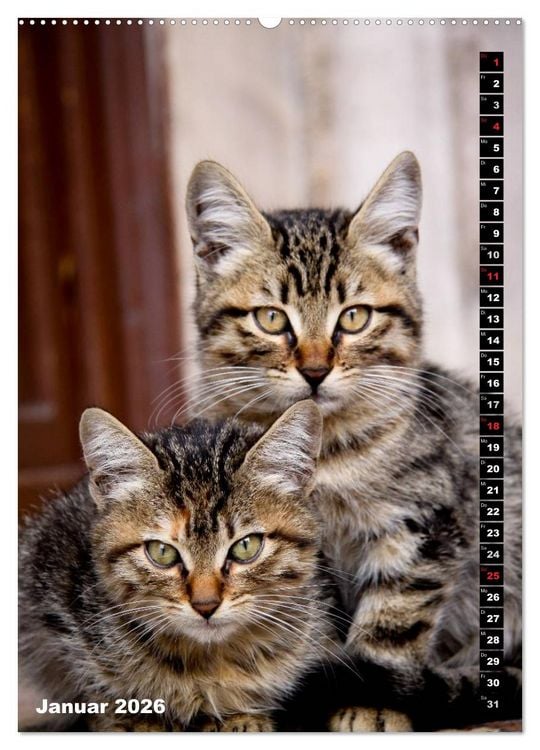 Produktbild: Istanbuls Katzen (Wandkalender 2026 DIN A2 hoch), CALVENDO Monatskalender