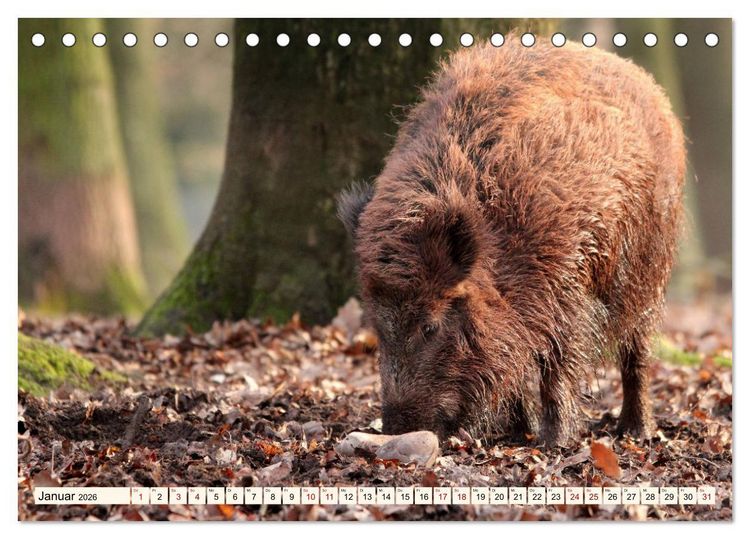 Produktbild: Wildschweine - Tiere aus unseren W&auml;ldern (Tischkalender 2026 DIN A5 quer), CALVENDO Monatskalender