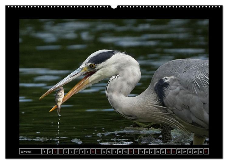 Produktbild: The heron parade (High Quality Premium Wall Calendar 2027 DIN A2 landscape),CALVENDO 12 Month Wall Calendar