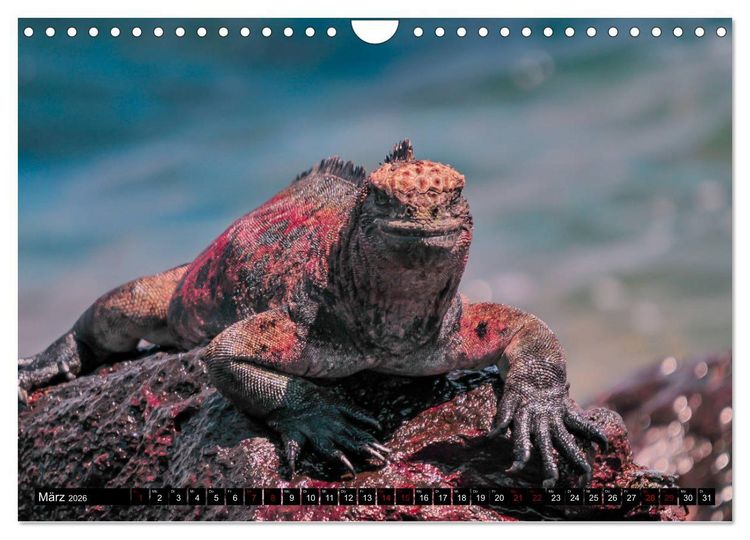 Produktbild: Naturparadies Galapagos - UNESCO Weltkulturerbe (Wandkalender 2026 DIN A4 quer), CALVENDO Monatskalender