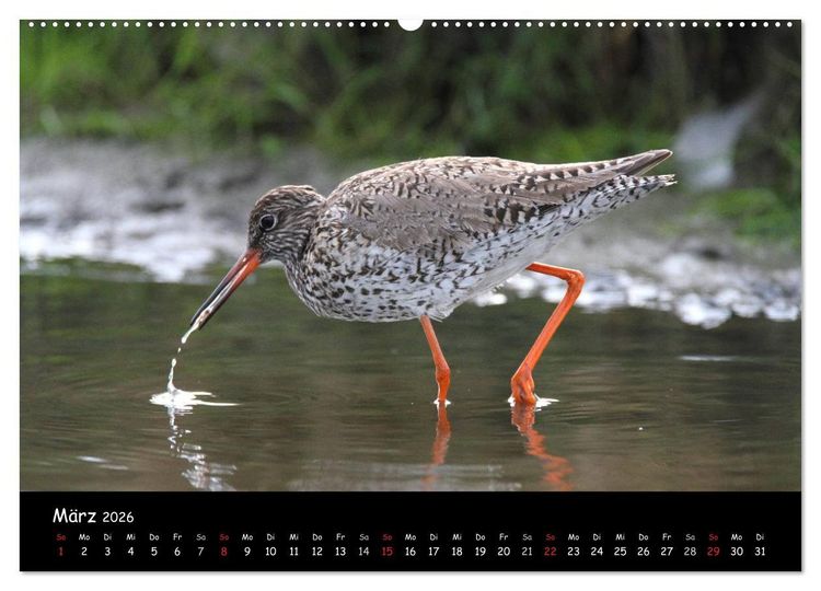 Produktbild: V&ouml;gel der Nordseek&uuml;ste (Wandkalender 2026 DIN A2 quer), CALVENDO Monatskalender