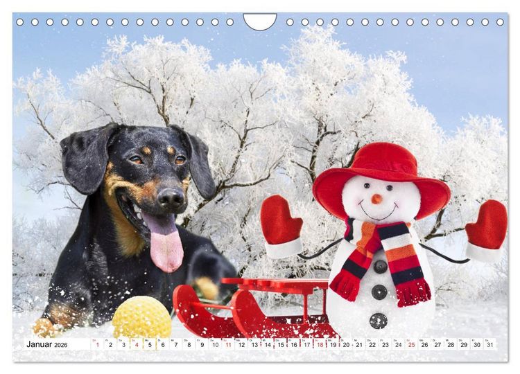 Produktbild: Dackeltr&auml;umereien - Kleine Helden auf 4 Pfoten (Wandkalender 2026 DIN A4 quer), CALVENDO Monatskalender