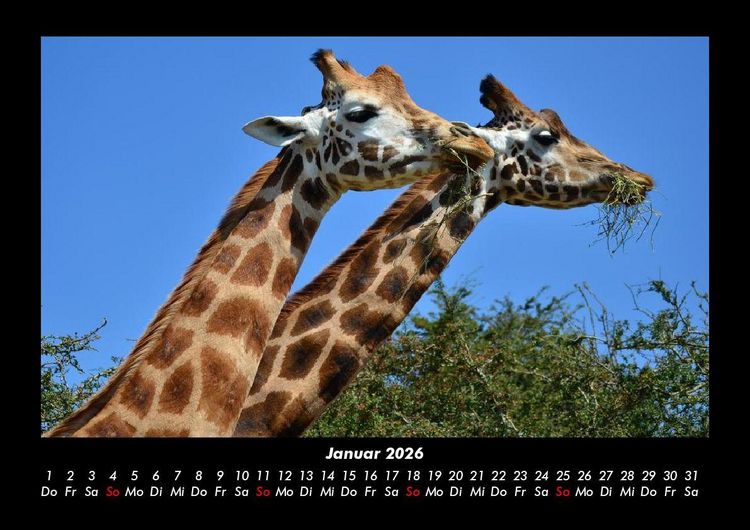 Produktbild: Giraffen 2026 Fotokalender DIN A3